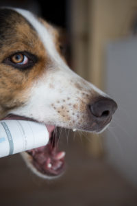 Mischlingshund bringt Zeitung, Portrait Mischlingshund bringt Zeitung, Portrait